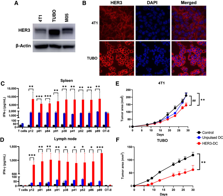 Figure 3. HER3-DC1 vaccination elicits peptide-specific immune response and delays tumor growth. A, Immunoblotting of murine tumor cell lines 4T1, TUBO, and M05 to detect HER3. β-Actin: loading control. B, Immunofluorescence for HER3 (red) and nucleus (DAPI, blue) in 4T1 and TUBO murine mammary tumor cells (image magnification: 1,200×). C and D, Individual HER3 peptide–specific immune responses in spleens (C) and lymph node–derived immune cells (D) from control (black), unpulsed mature DC1 (blue), and HER3-DC1 (red) vaccinated BALB/c mice (n = 3). Spleens were processed, and splenocytes were restimulated with the HER3 peptides for 72 hours to detect IFN-γ by ELISA. Lymph node–derived lymphocytes were cocultured with DC1 pulsed with individual HER3 peptides for 72 hours to detect IFN-γ by ELISA. E, Tumor growth after 4T1 tumor challenge in control (black), unpulsed mature DC1 (blue), and HER3-DC1 (red) vaccinated mice (n = 7–10 mice/group). Mice were challenged 2 weeks after the last vaccination and were monitored until endpoint. *, control versus HER3-DC1; #, unpulsed DC1 versus HER3-DC1. F, TUBO tumor growth in control (black) and HER3-DC1 (red) vaccinated mice (n = 7–10 mice/group). Mice were challenged 2 weeks after the last vaccination. Data represented as mean ± SEM with statistical significance determined using multiple t test without correction for multiple comparisons. Each row analyzed individually, without assuming a consistent SD. *, P ≤ 0.05; **, P ≤ 0.01; ***, P ≤ 0.001; ##, P ≤ 0.01.