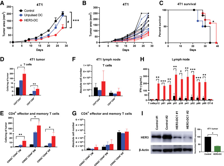 Figure 4. Intratumoral HER3-DC1 administration elicits peptide-specific immune responses and delays tumor growth. A, Tumor growth in the 4T1 murine mammary carcinoma model. BALB/c mice bearing subcutaneous 4T1 tumors received either intratumoral PBS (black), unpulsed mature DC1 (blue), or HER3 peptide–pulsed DC1 (red; n = 10 mice/group), starting on day 7 when tumors were palpable. Tumor growth was monitored until endpoint and was compared between control and HER3-DC1, as well as between unpulsed DC1 and HER3-DC1. *, control versus HER3-DC1; #, unpulsed DC1 versus HER3-DC1. B, Individual tumor growth for each mouse from control (black)-, unpulsed DC1 (blue)–, and HER3-DC1 (red)–treated groups. C, Percent survival in the 4T1 mouse model. Control, black; unpulsed DC1, blue; HER3-DC1, red. D, Intratumoral CD3+CD4+ and CD3+CD8+ T-cell infiltration per milligram of tumor in control (black)-, unpulsed DC1 (blue)–, and HER3-DC1 (red)–treated mice. Absolute number of immune cells was compared between control and HER3-DC1 groups. E, Frequency of CD62L+CD44+ central memory (CM), CD62L−CD44+ effector memory (EM), and CD62L−CD44− effector (Eff) T-cell populations within intratumoral CD4+ cells between control- (black) and HER3-DC1–treated (red) tumors. The unpulsed DC1 (blue) group was not included in any statistical analyses. F, Absolute number of CD3+CD4+ and CD3+CD8+ T cells in lymph nodes of control (black)-, intratumoral unpulsed DC1 (blue)–, and HER3-DC1 (red)–treated mice. Cell numbers were compared in control versus HER3-DC1 groups. Data shown are the representative from three independent experiments. G, Absolute numbers of CD4+ CM, EM, and Eff T-cell populations in lymph nodes of control (black), unpulsed DC1 (blue), and HER3-DC1 (red) mice. Data shown are the representative from three independent experiments. H, Lymphocytes from the lymph nodes of control and treated mice were cocultured with DC1 pulsed with individual HER3 or OT-II (negative control) peptides. Culture supernatants were collected after 72 hours, and IFN-γ was measured by ELISA (control: black bar; HER3-DC1: red bar). I, Total protein isolated from in vivo tumor samples was analyzed by Western blotting to compare HER3 protein expression after intratumoral HER3-DC1 (green) administration with respect to the control (black). β-Actin: loading control. Data represented as mean ± SEM with statistical significance determined using multiple t test without correction for multiple comparisons. Each row was analyzed individually, without assuming a consistent SD. A log-rank (Mantel–Cox) test was used to determine differences between the survival curves. Unpaired two-tailed t test was performed to analyze Western blot data. *, P ≤ 0.05; **, P ≤ 0.01; ***, P ≤ 0.001; #, P ≤ 0.01.