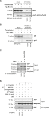 Figure 11.