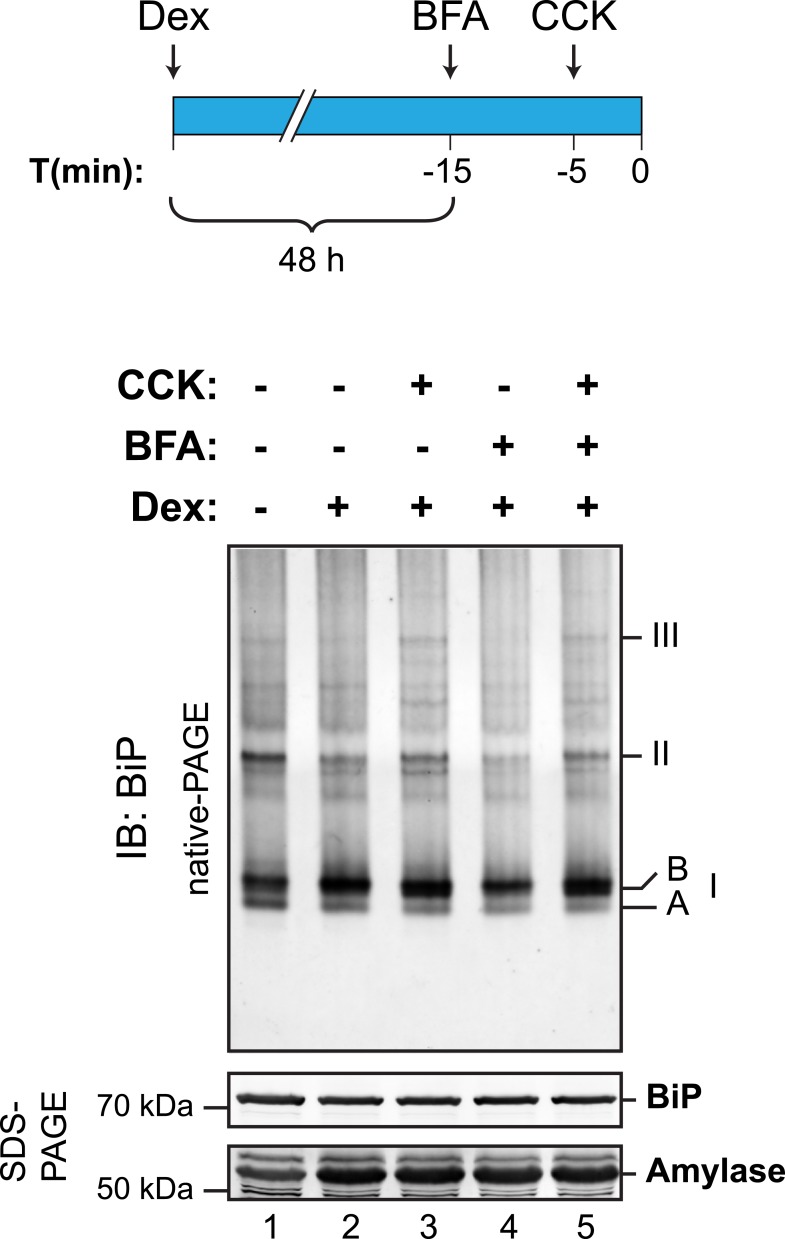 Figure 11—figure supplement 1.