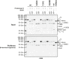 Figure 5—figure supplement 2.