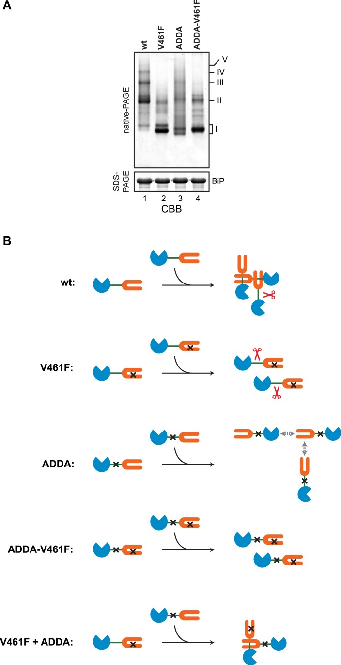 Figure 7—figure supplement 1.