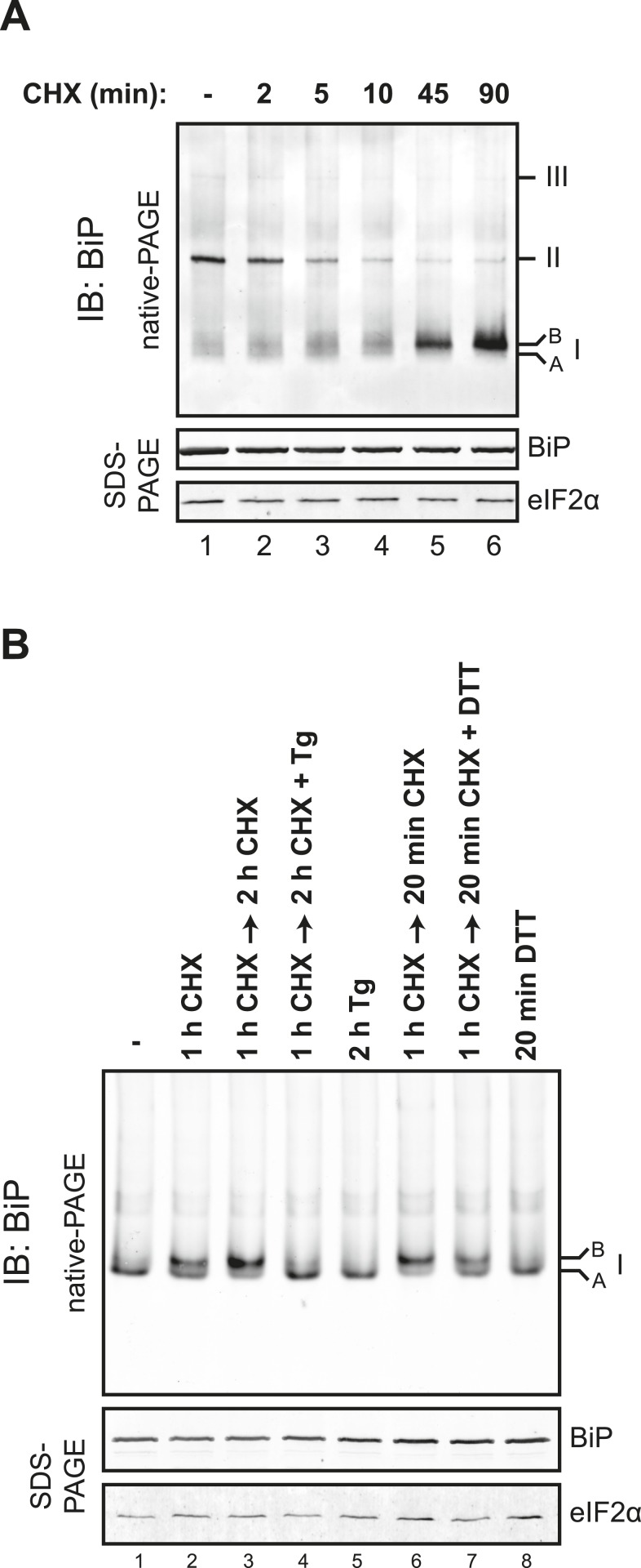 Figure 8—figure supplement 1.