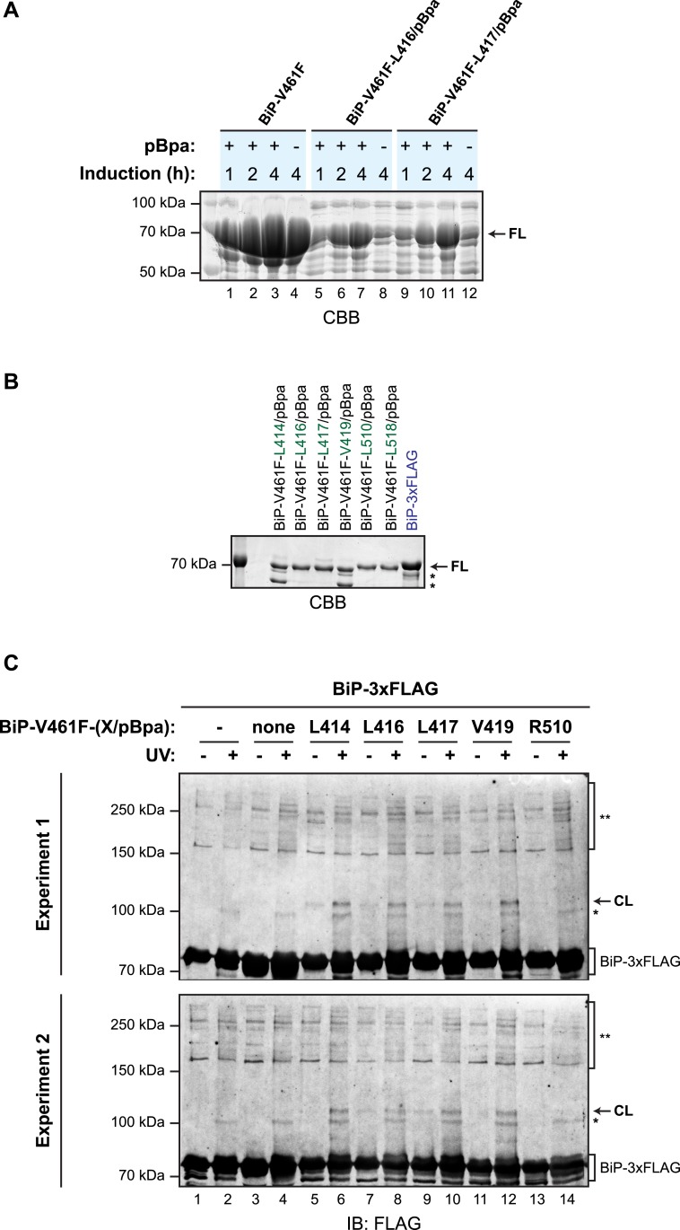 Figure 6—figure supplement 1.