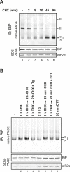 Figure 8—figure supplement 1.