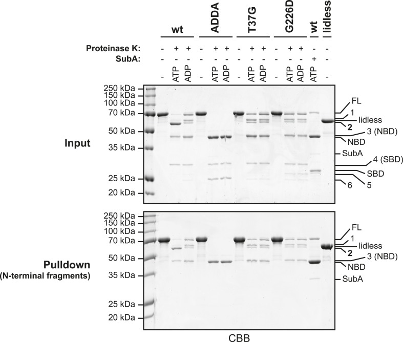 Figure 5—figure supplement 2.