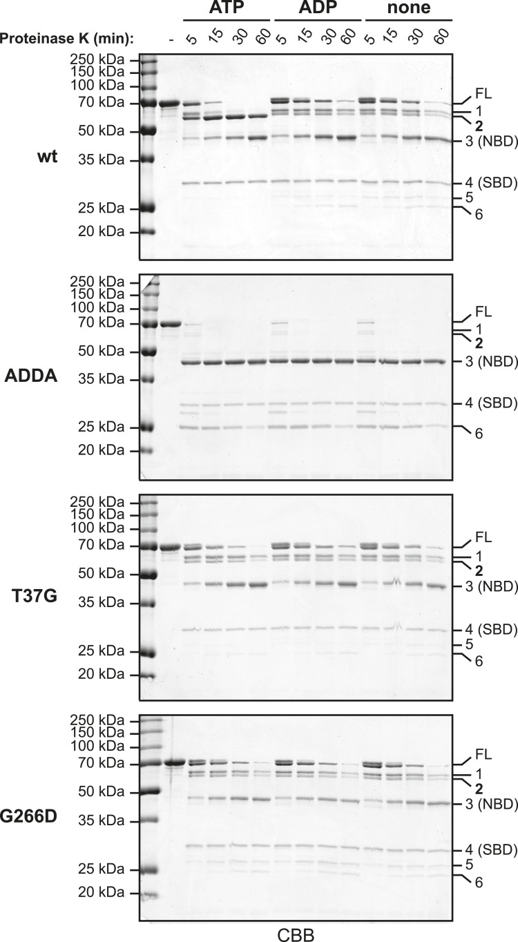 Figure 5—figure supplement 1.