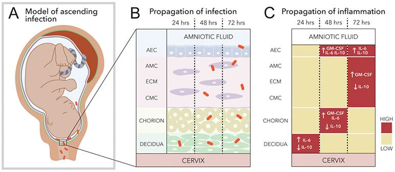 Figure 7: