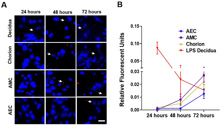 Figure 5: