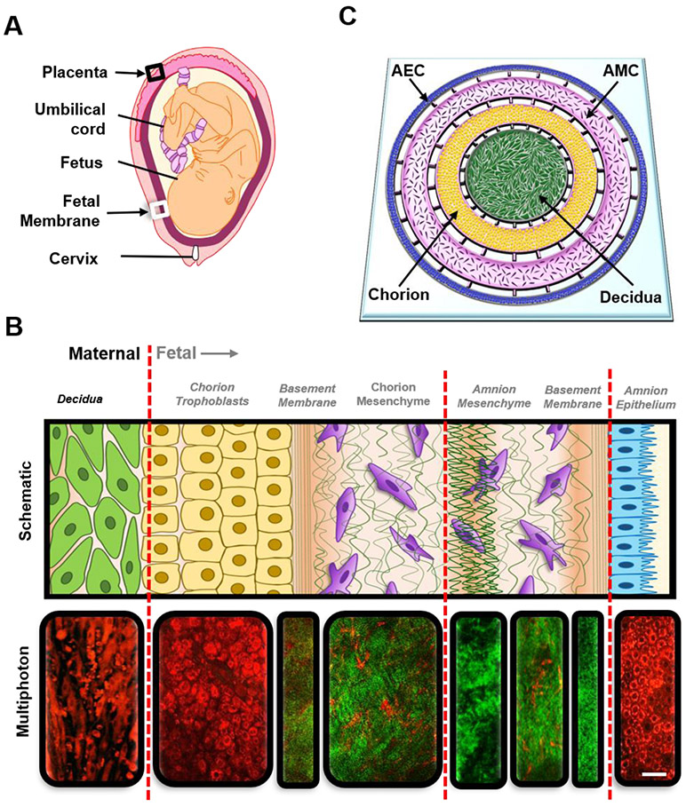 Figure 1: