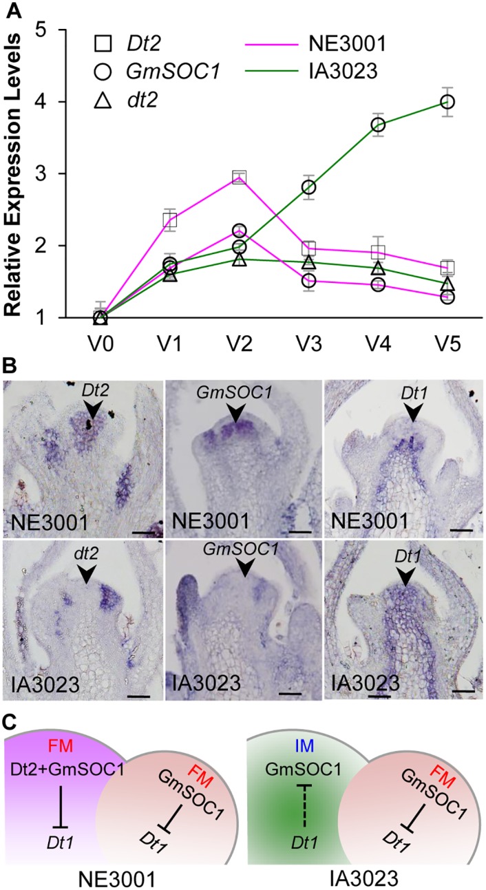 Fig 6