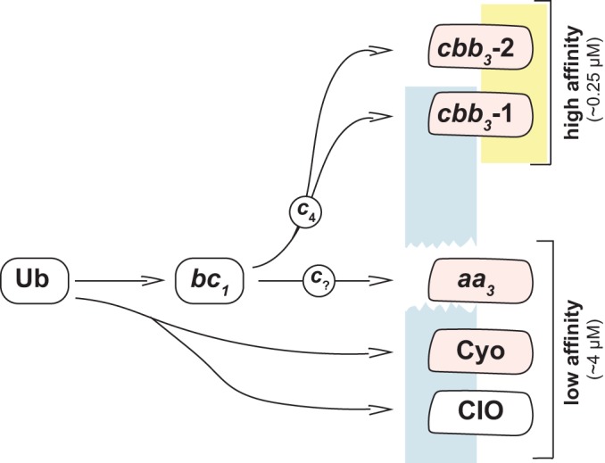 FIG 1