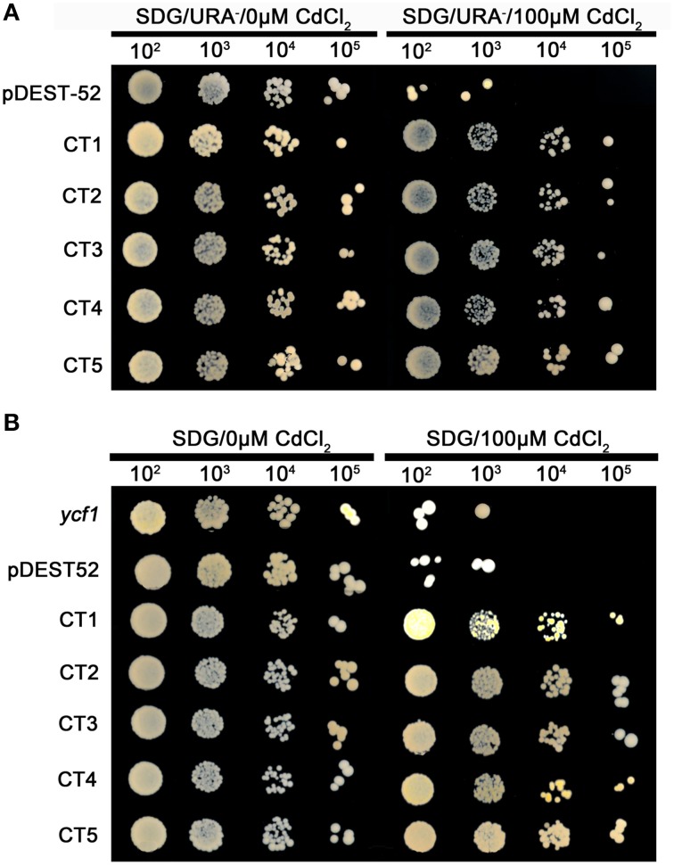 Figure 4