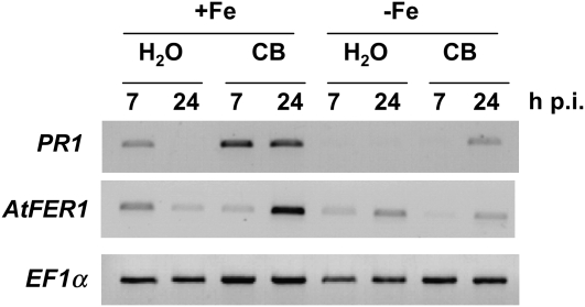 Figure 4.