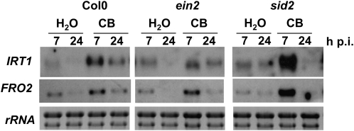 Figure 6.