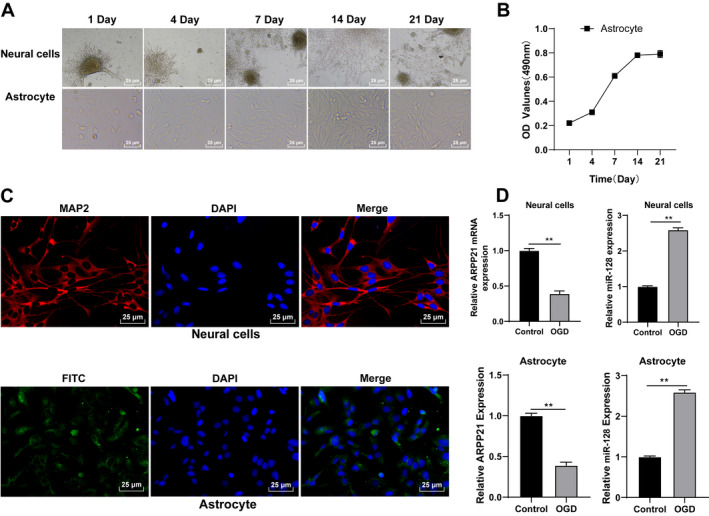 FIGURE 2