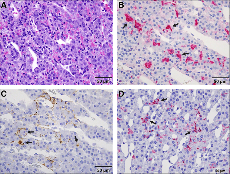 Figure 4