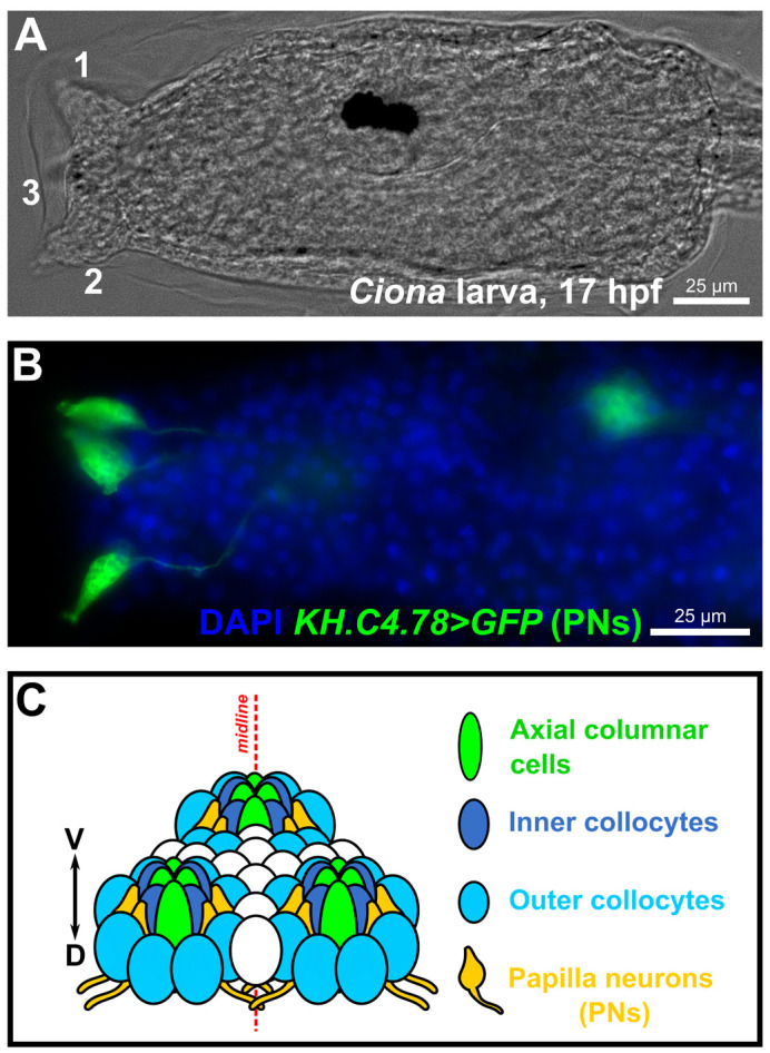 Fig. 1.