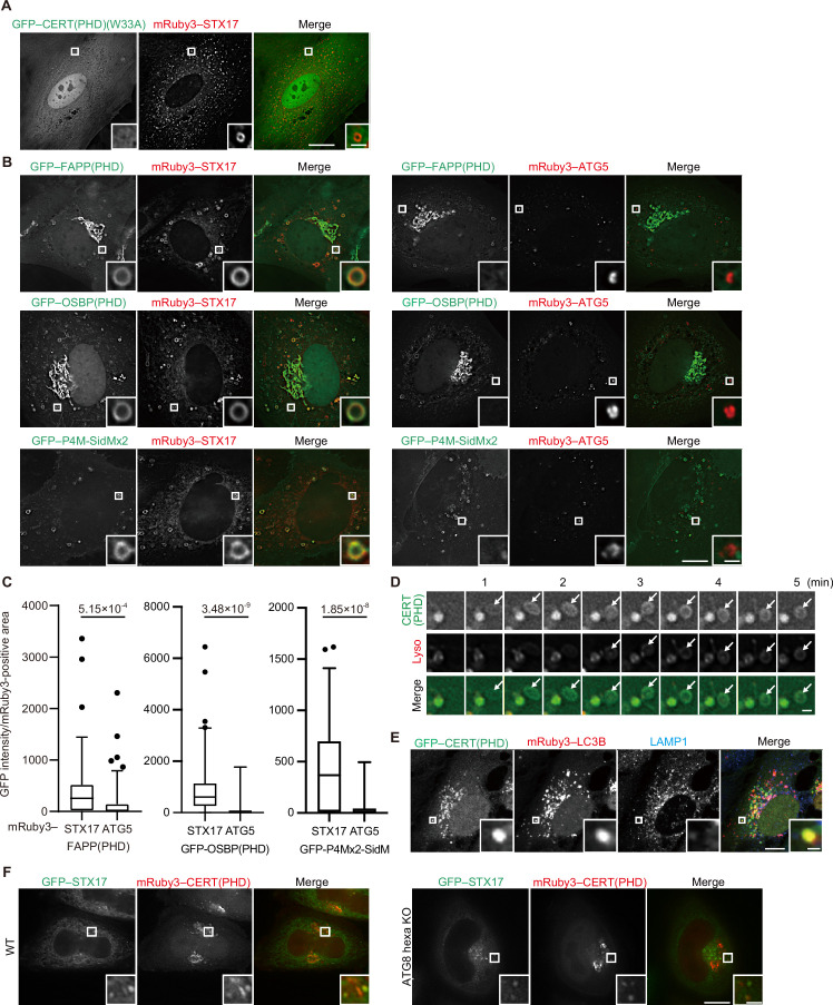 Figure 3—figure supplement 2.