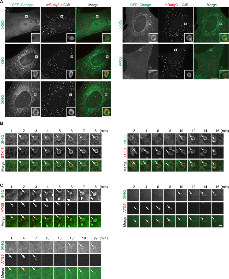 Figure 2—figure supplement 1.