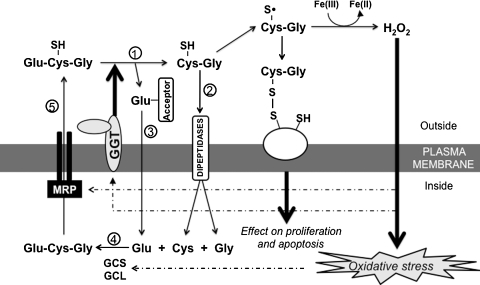 FIG. 2.