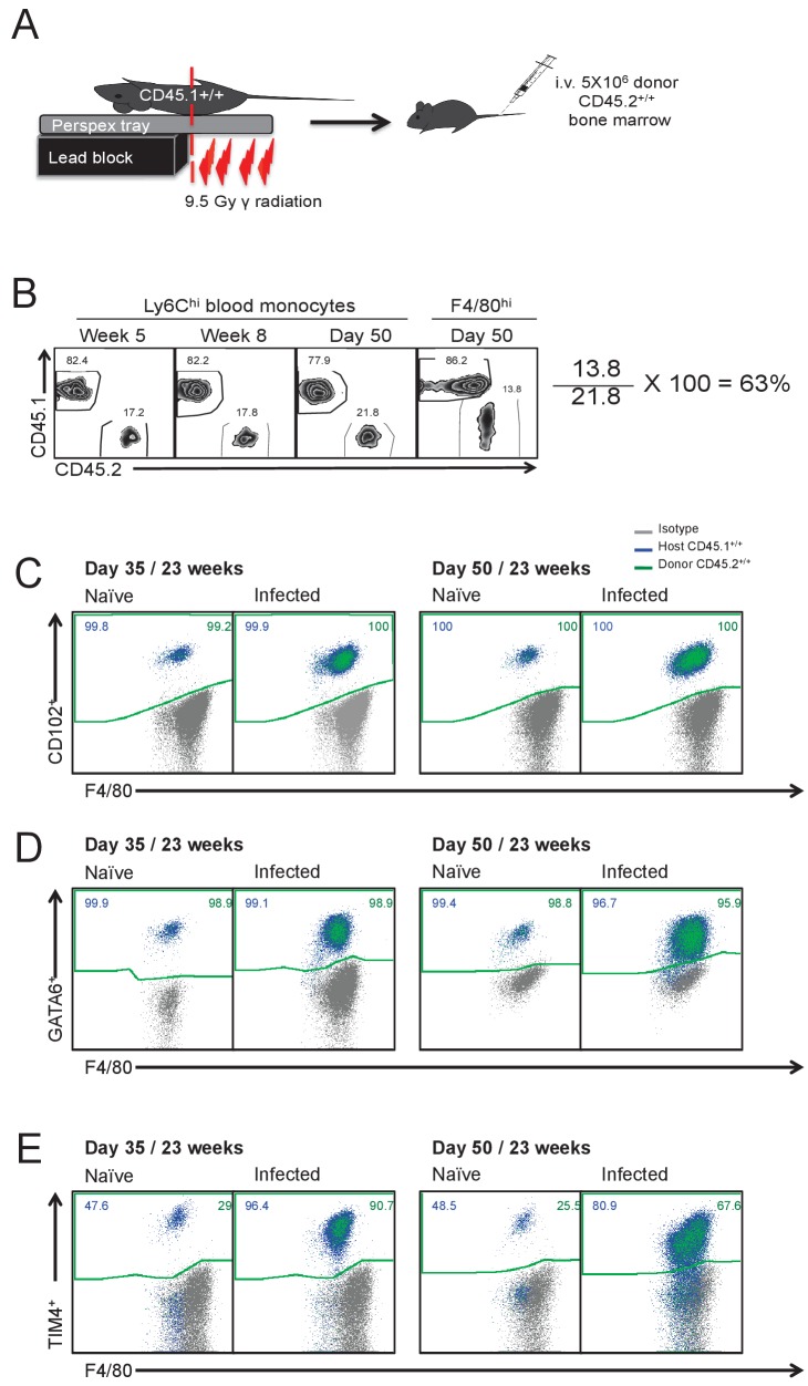 Figure 3—figure supplement 2.