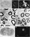 Fig. 10.
