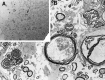 Fig. 9.