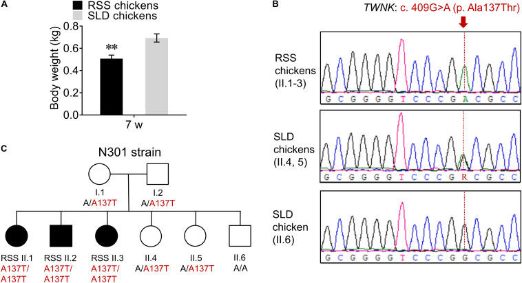 FIGURE 1