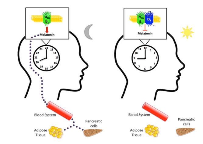 Melatonin production regulated by adrenergic receptors in the pineal gland can modulate circadian cycles of the body. The dopamine D4 receptor can inhibit melatonin release by forming circadian-controlled complexes with adrenergic receptors.