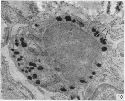 Fig. 10