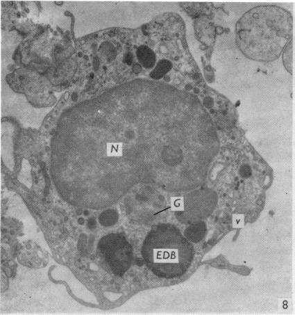 Fig. 8