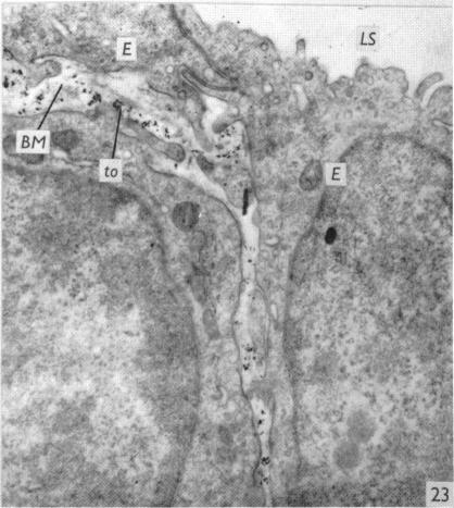 Fig. 23