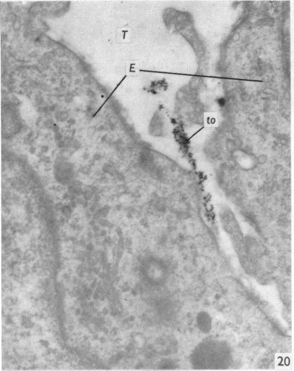 Fig. 20