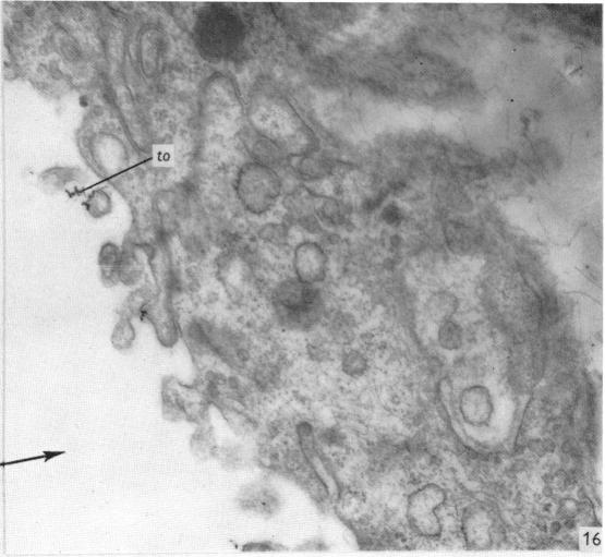 Fig. 16