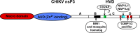 FIG 11