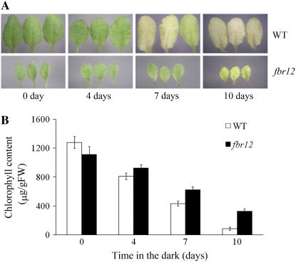 Figure 11.