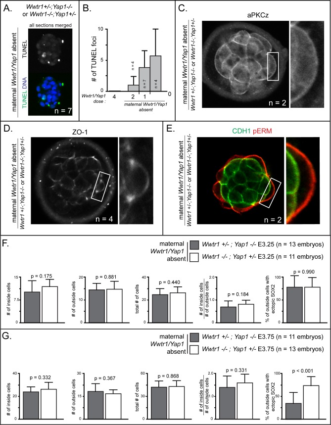 Figure 6—figure supplement 1.