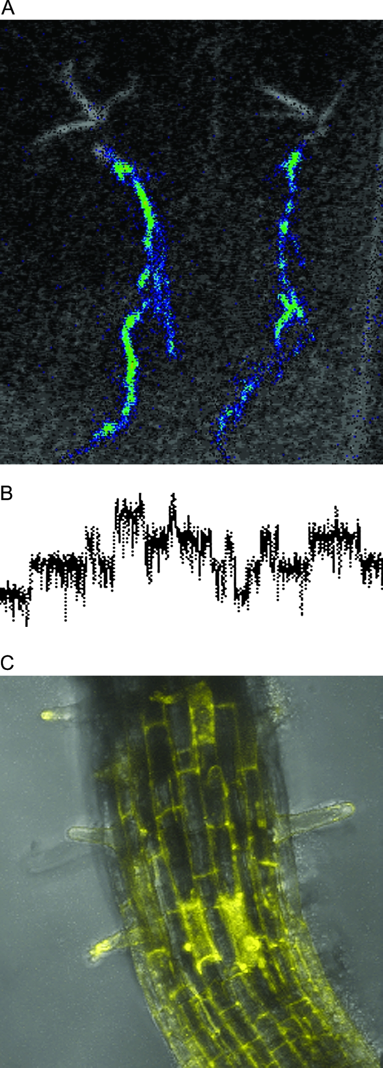 Figure 5.