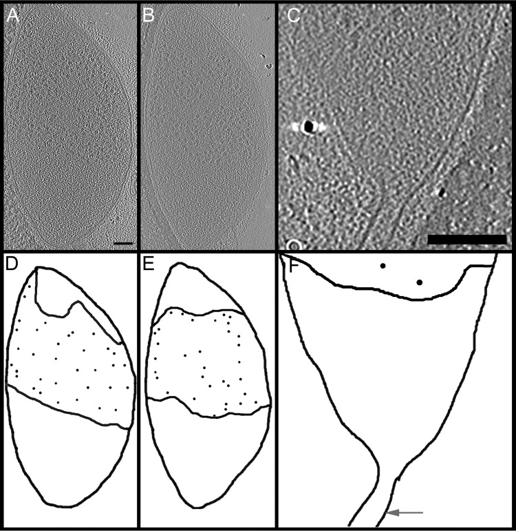 FIG 3