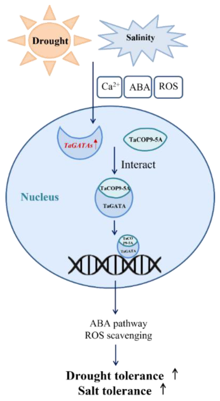 Figure 11