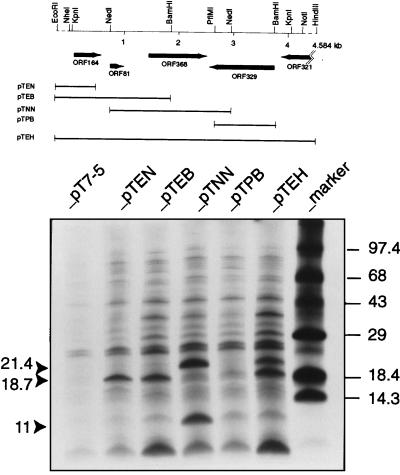 FIG. 3