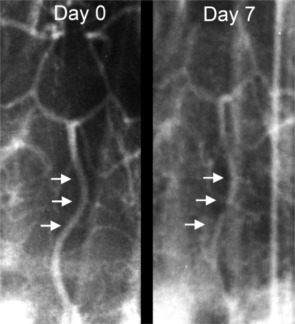 FIG. 1.