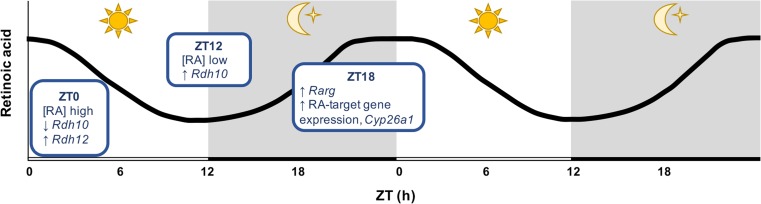 Fig. 12