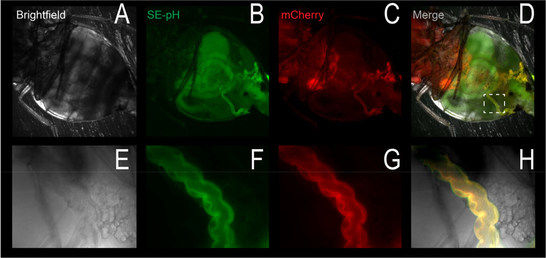 Figure 5.