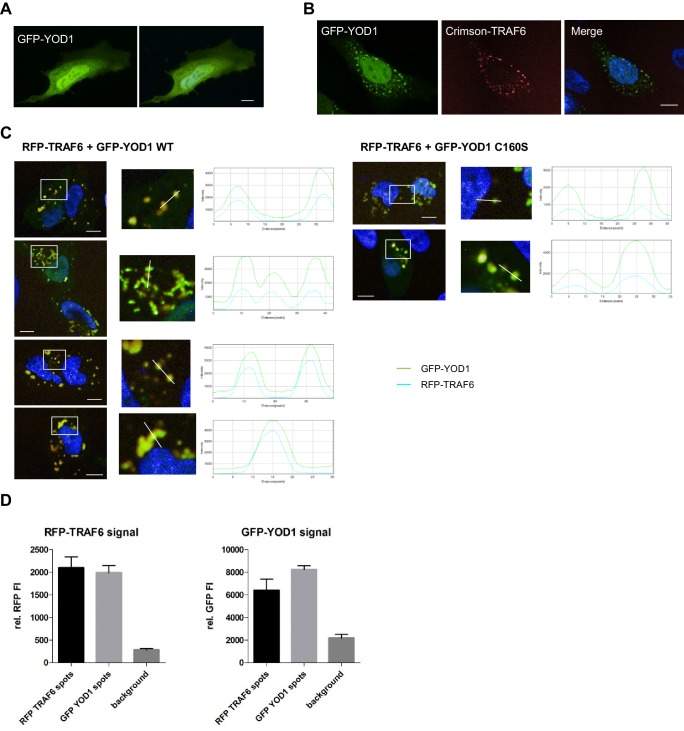 Figure 2—figure supplement 1.