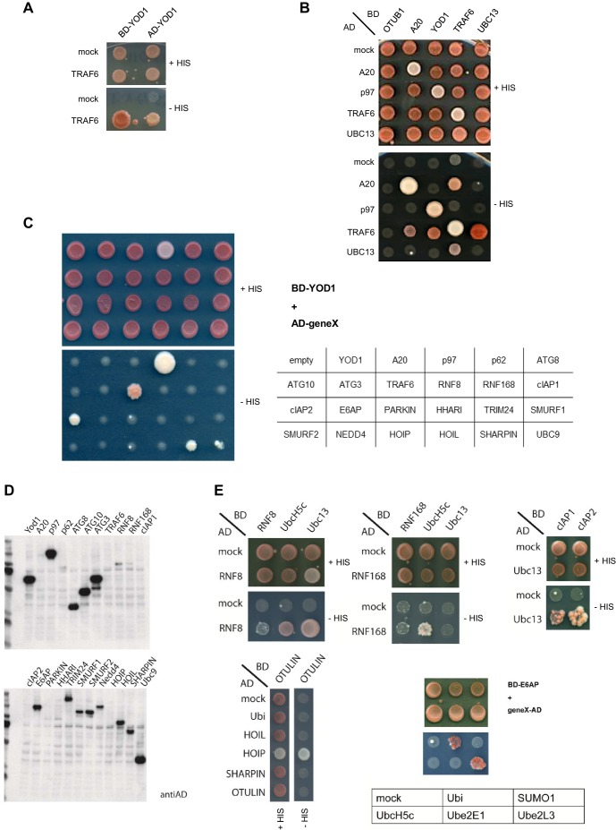 Figure 1—figure supplement 1.