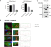 Figure 3—figure supplement 1.