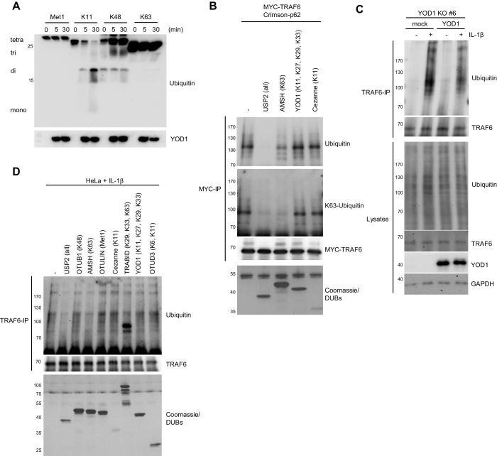 Figure 7—figure supplement 1.