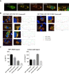 Figure 3—figure supplement 2.